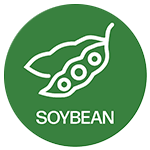 Soybean