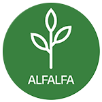 Alfalfa