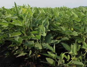 Soyfx treated soybean plants