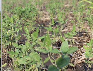 Untreated soybean plants 